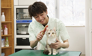双子の猫