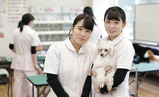 学校の犬