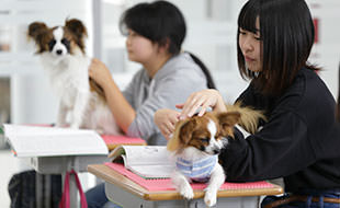 訓練犬