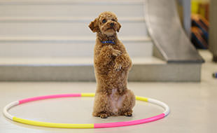 学校犬