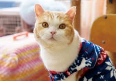 学校の動物たち