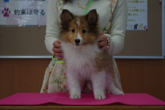 imgp0730