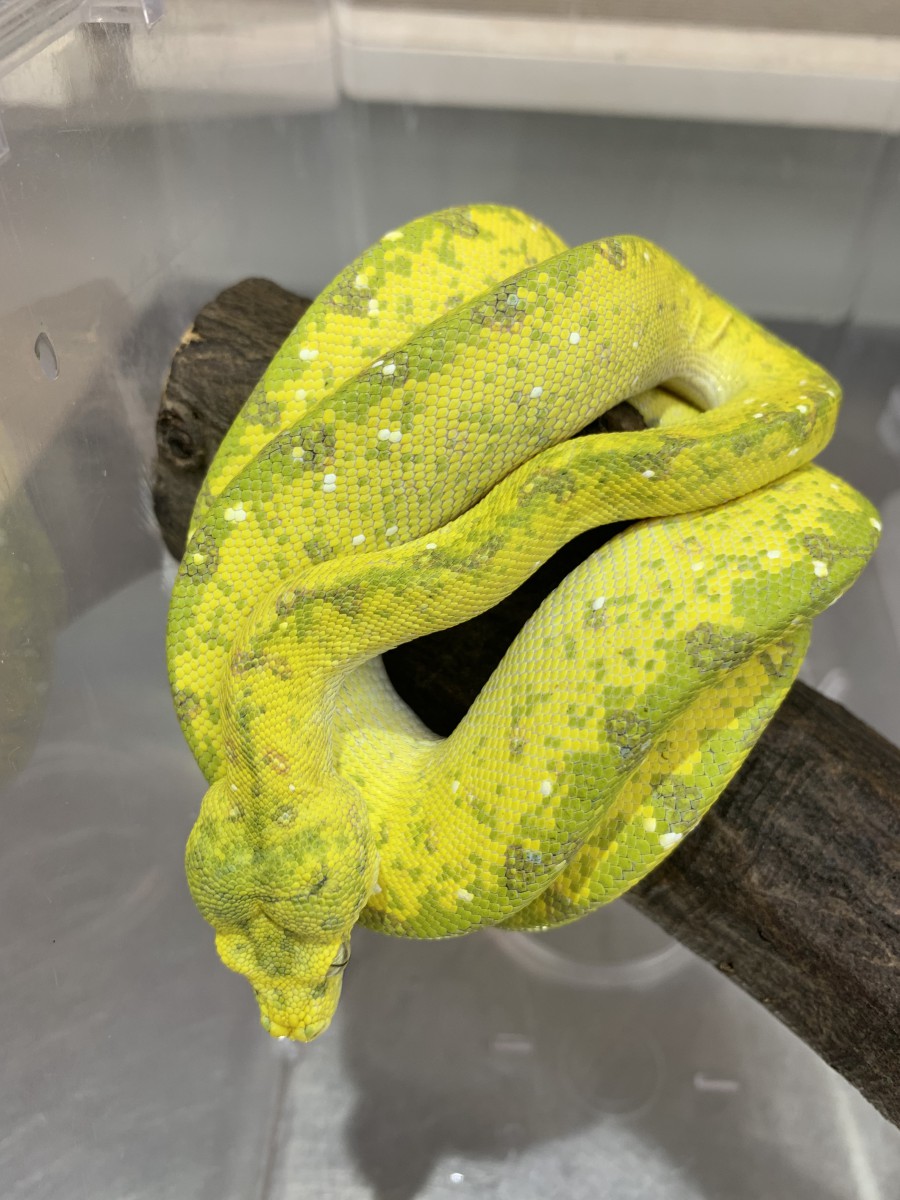グリーンパイソンをお迎えしました(ت) - 仙台総合ペット専門学校