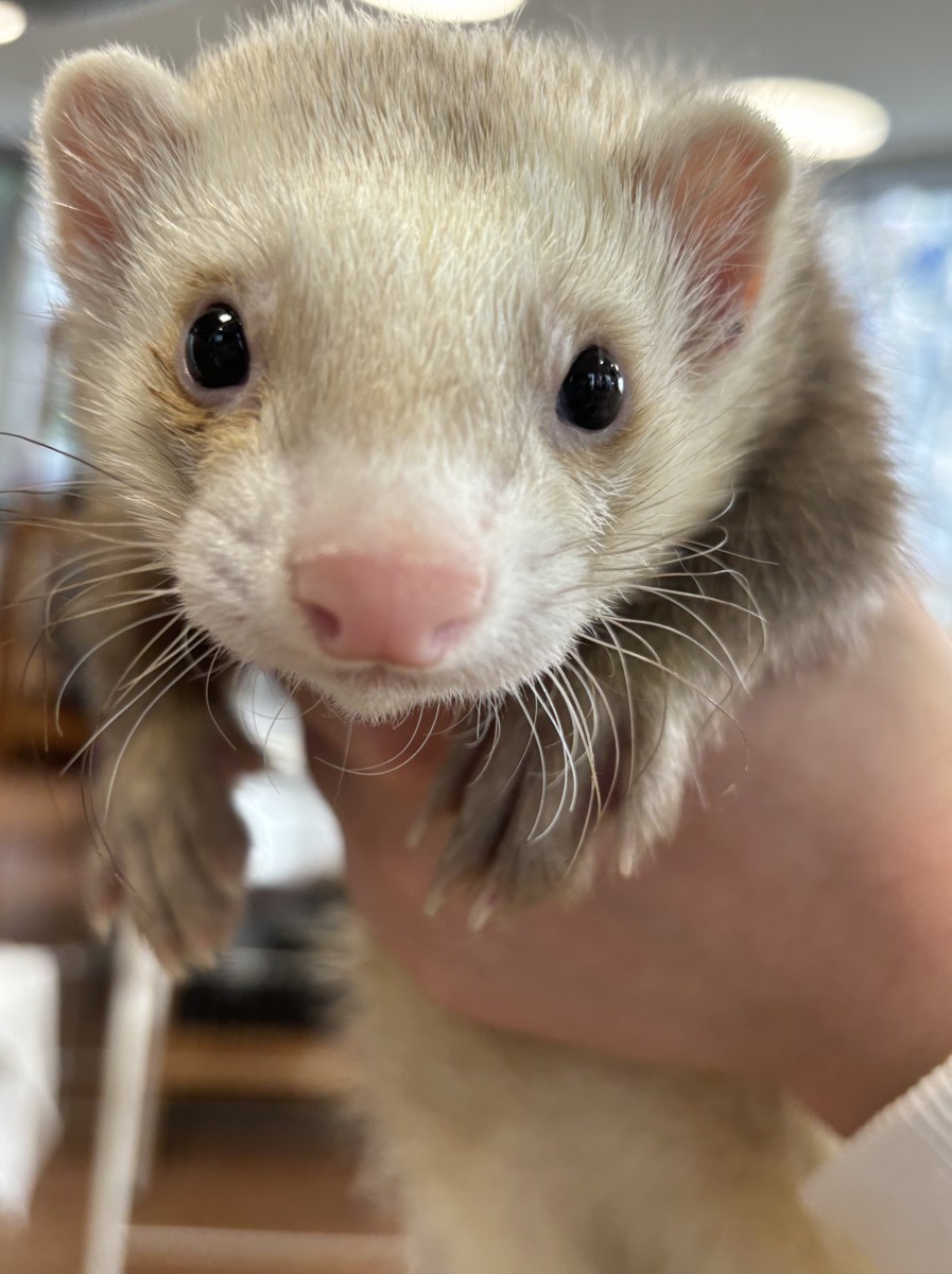 フェレットをお迎えしました(ت) - 仙台総合ペット専門学校