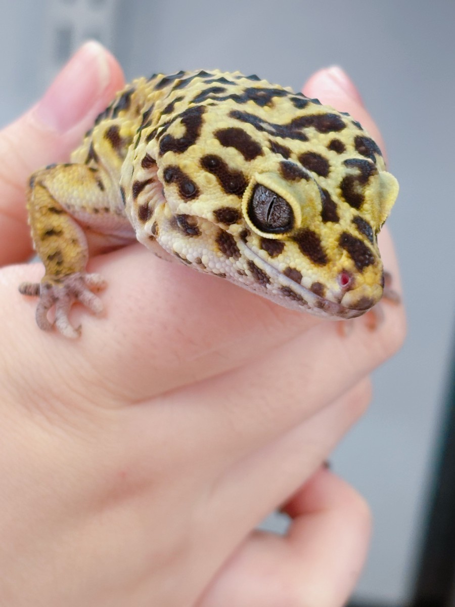 ヒョウモントカゲモドキ(ت) - 仙台総合ペット&フラワー専門学校
