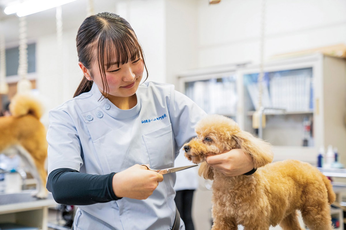 トリマー科 トリマーコース - 仙台総合ペット専門学校 - トリミング