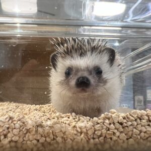 新しい動物をお迎えしました～！