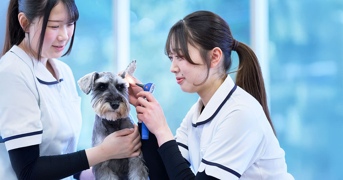 愛玩動物看護科 - 仙台総合ペット&フラワー専門学校 - 動物看護師