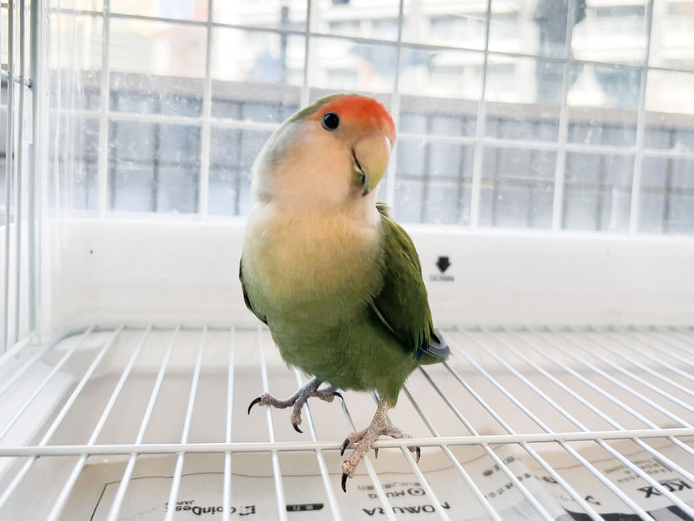［コザクラインコ］