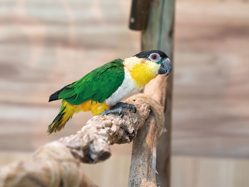 ［ズグロシロハラインコ］
