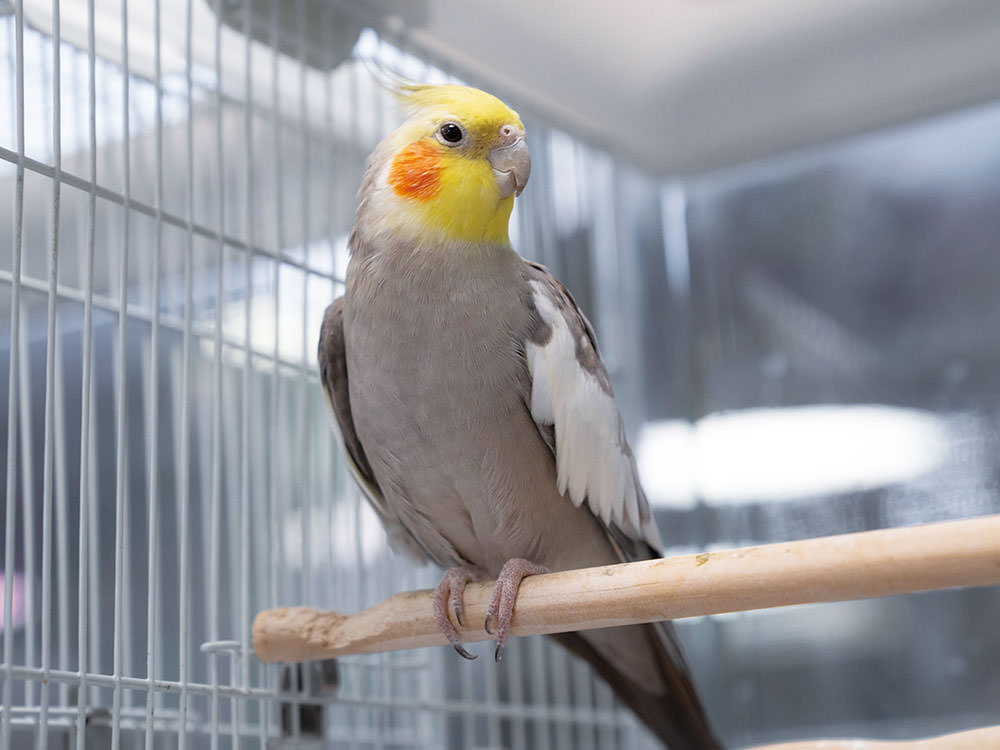 ［オカメインコ］