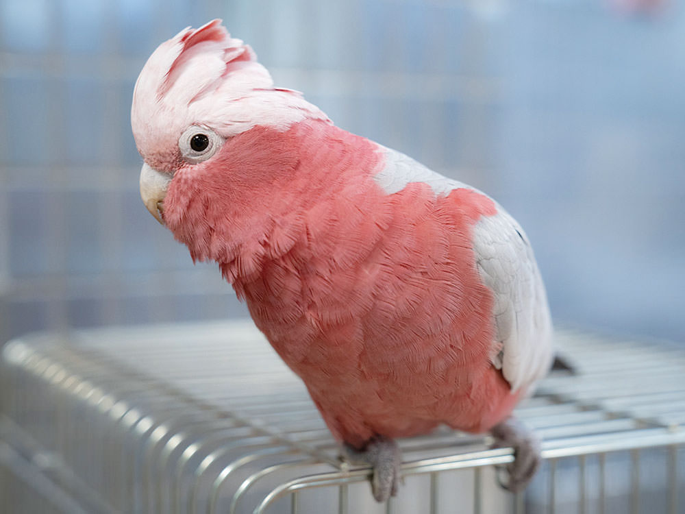 ［モモイロインコ］