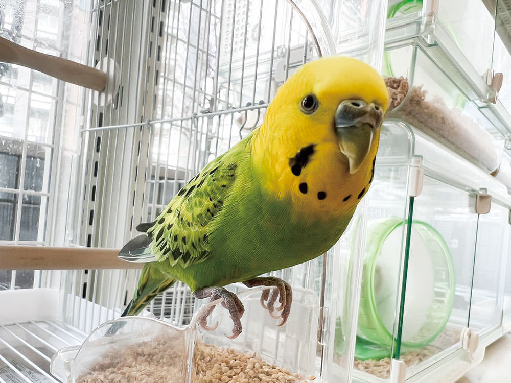 ［セキセイインコ］