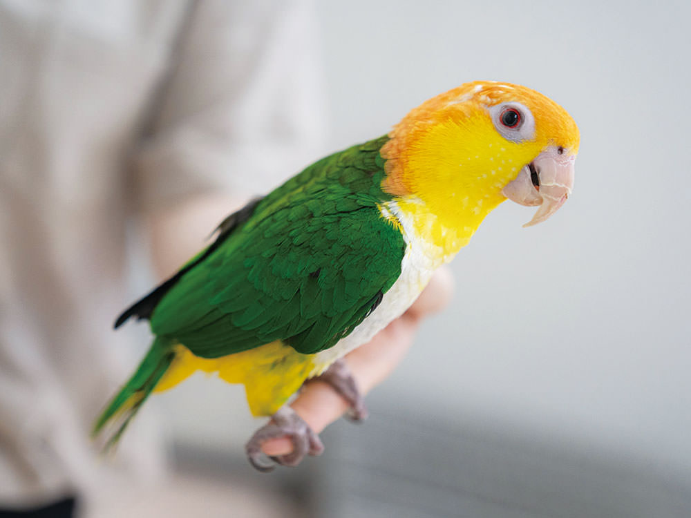 ［シロハラインコ］