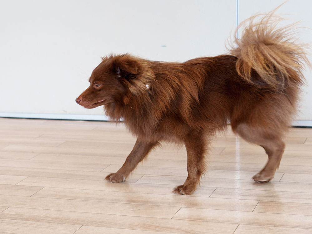 ［MIIX犬］ポン太