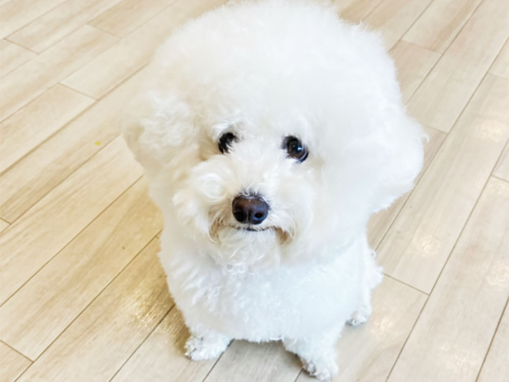 ［ビションフリーゼ］ロゼ