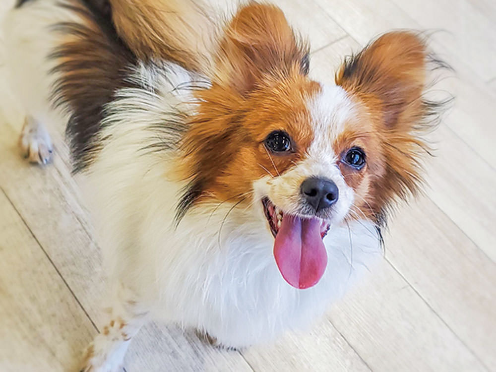 ［パピヨン］ハピ