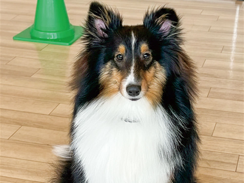 ［シェットランドシープドッグ］クロエ