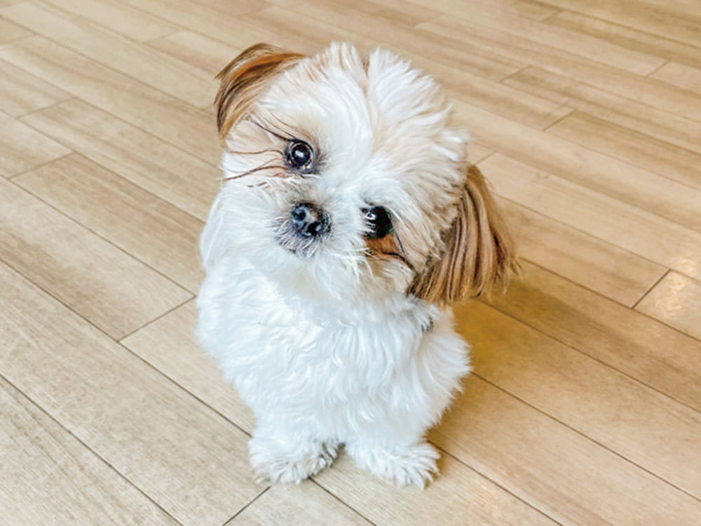 ［シーズ］りん