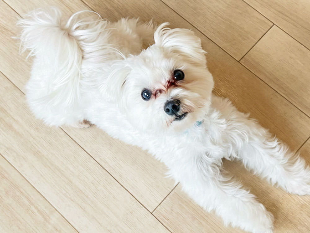 ［マルチーズ］ラテ