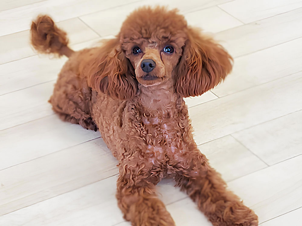 ［トイプードル］ケンタ