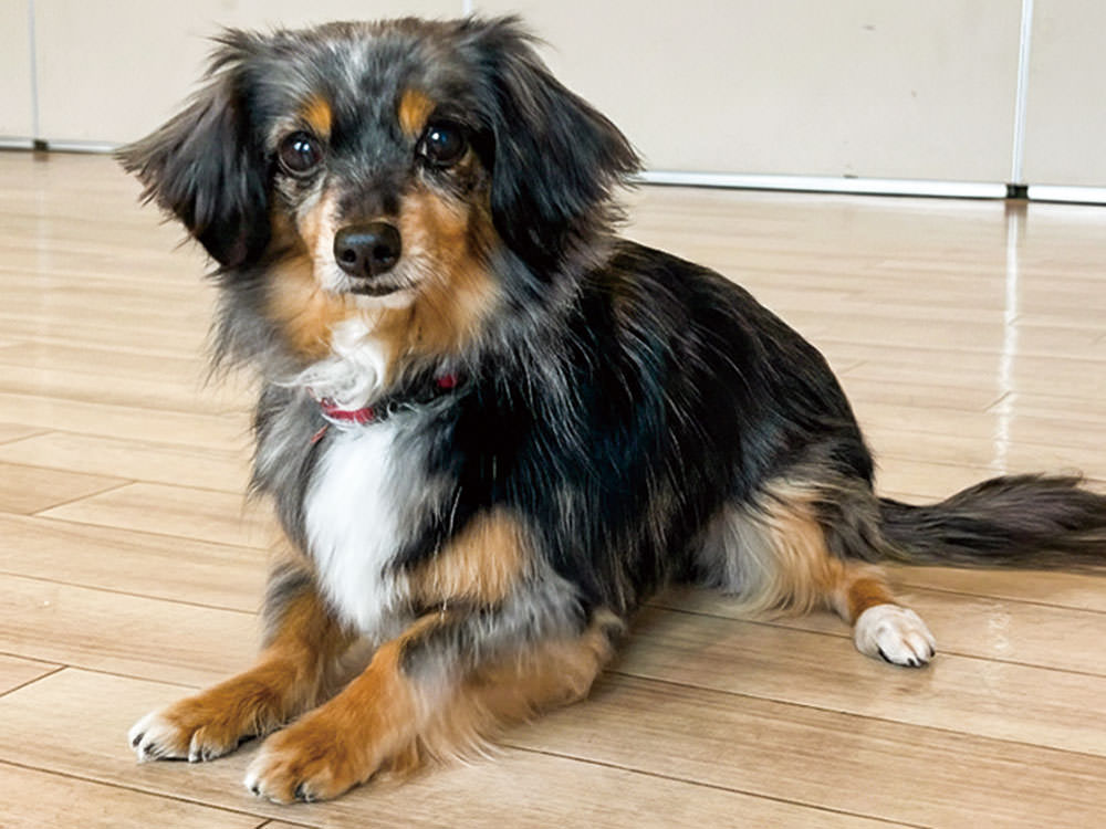 ［チワックス］スカイ