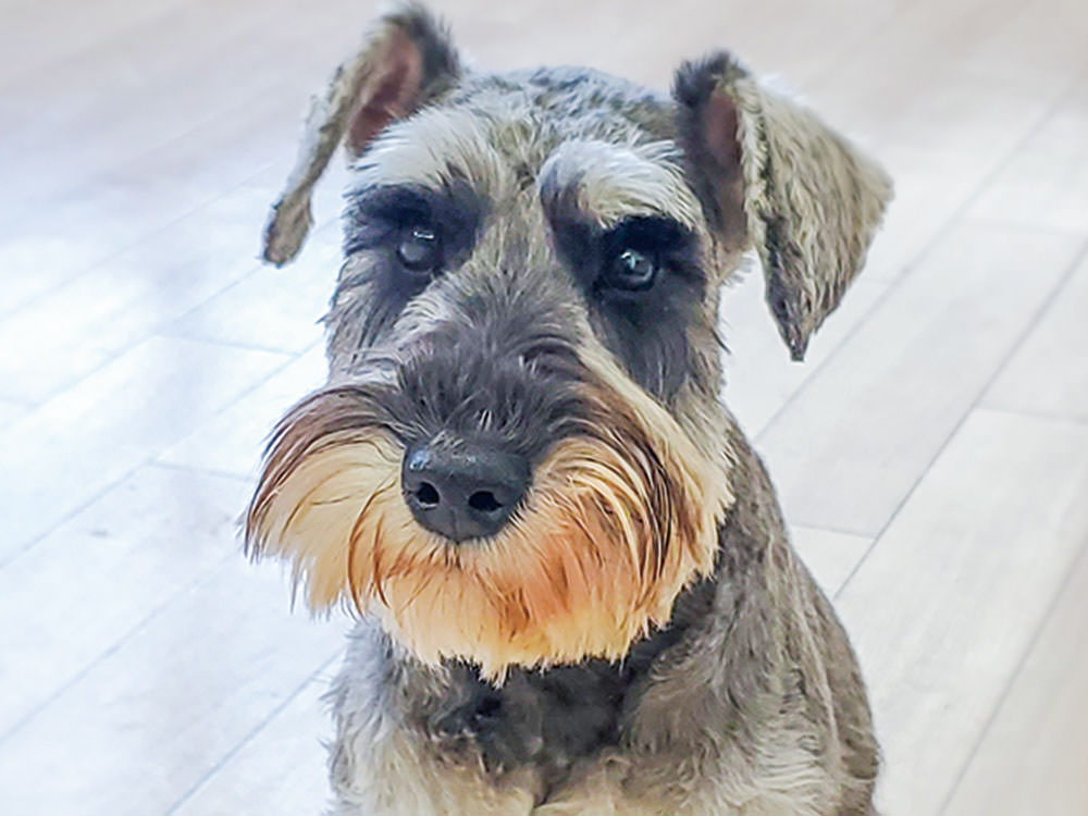 ［ミニチュアシュナウザー］まつり