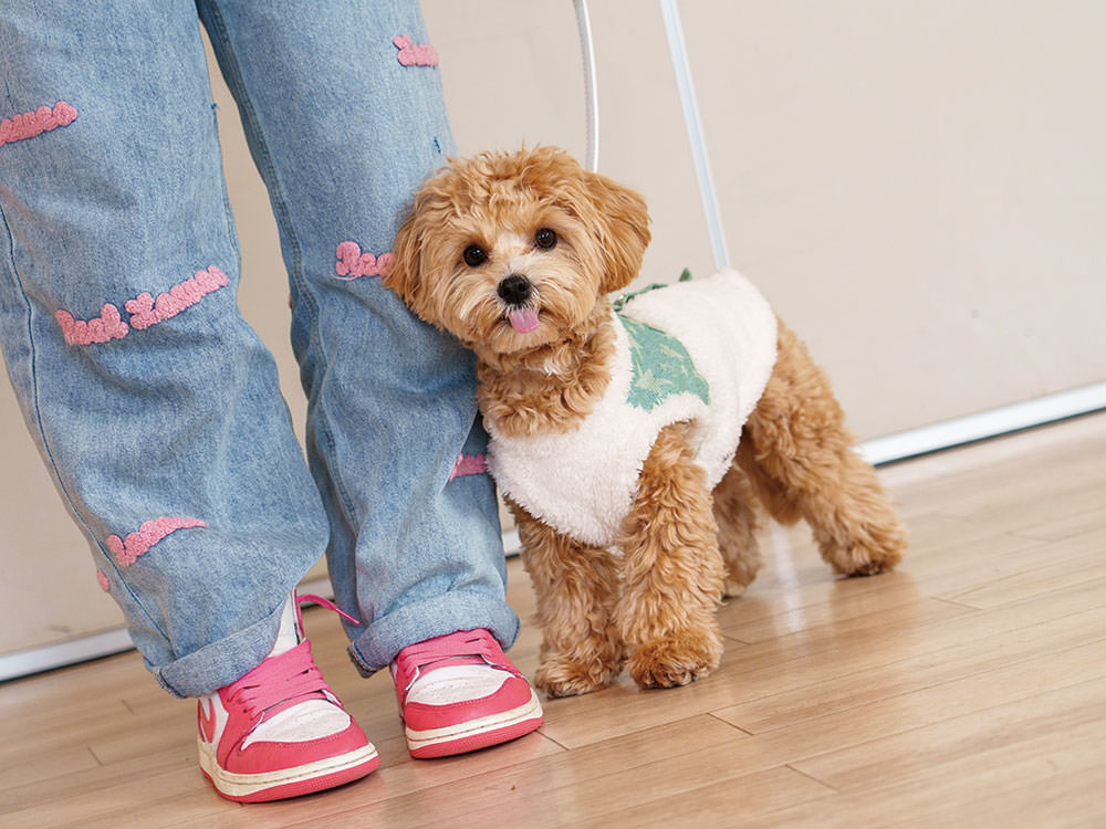 ［MIX犬］月灯