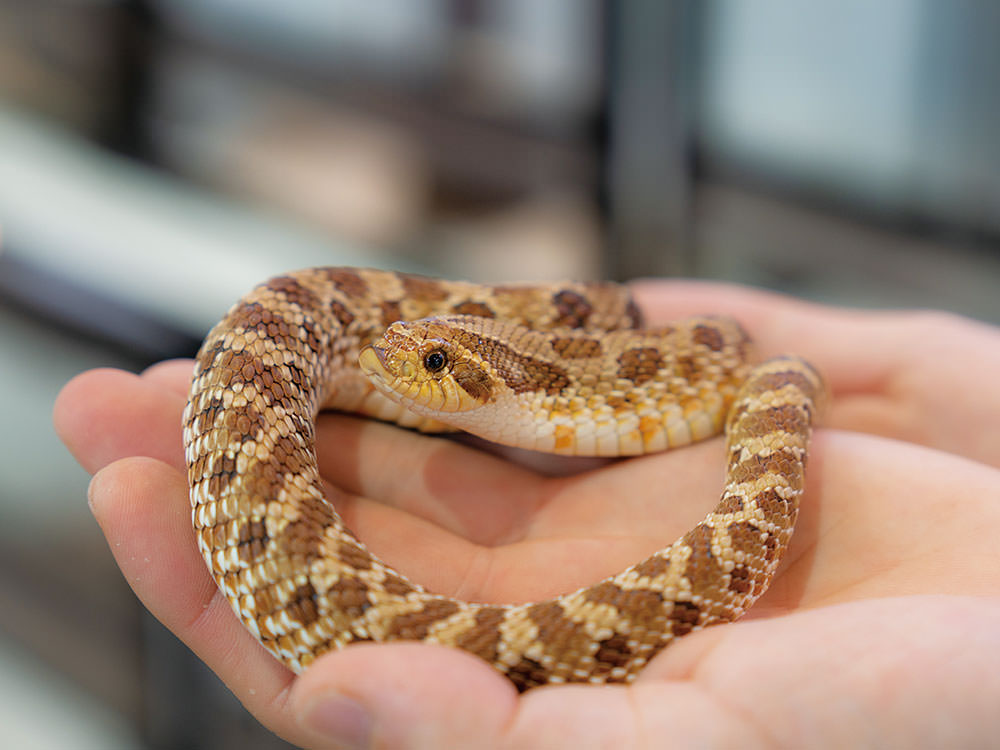 シシバナヘビ