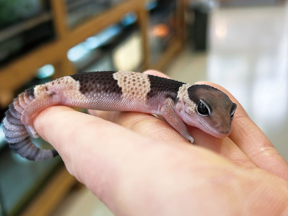 ニシアフリカトカゲモドキ