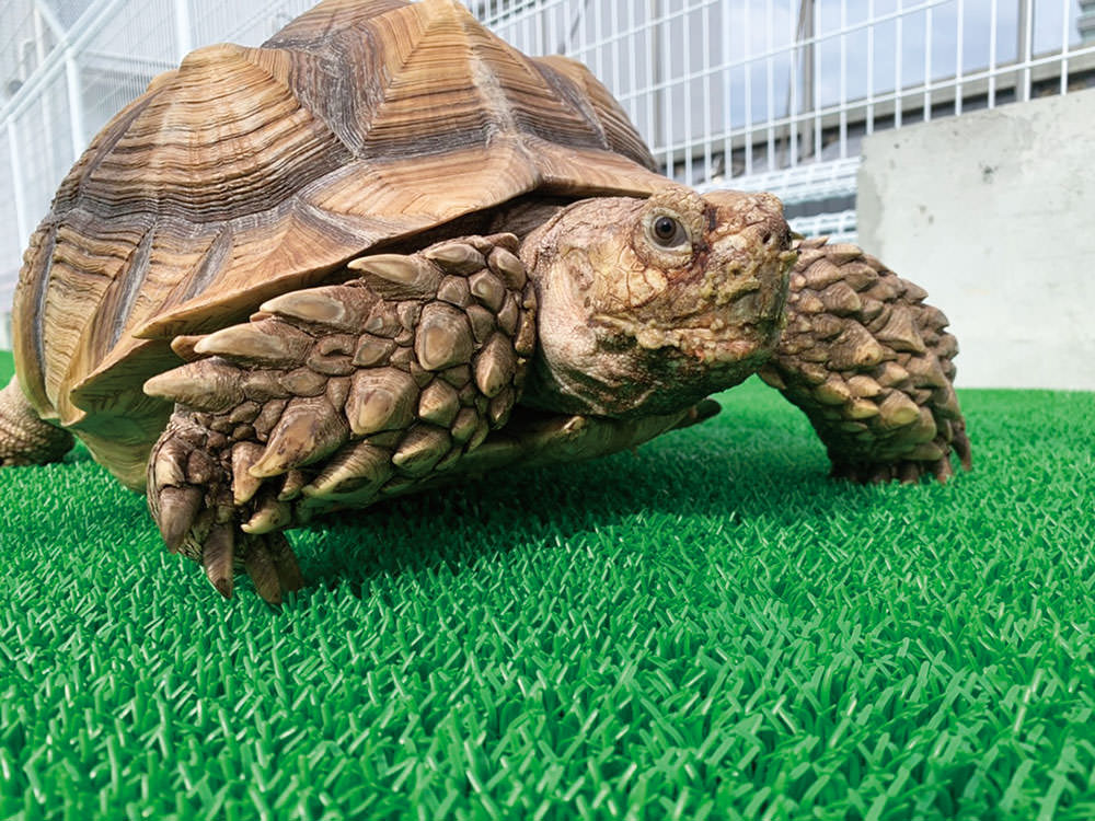 ケヅメリクガメ