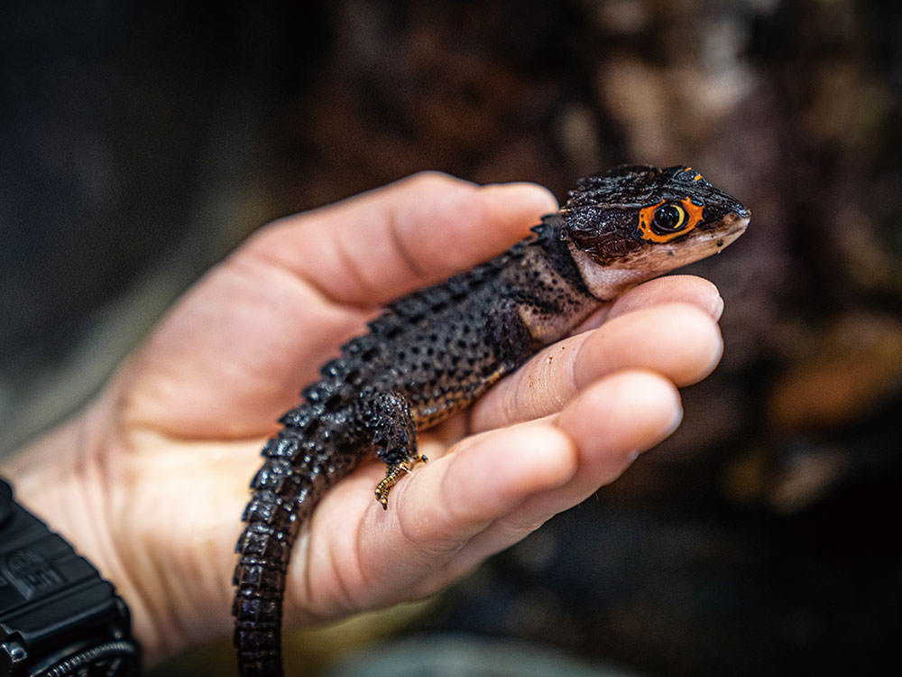 アカメカブトトカゲ