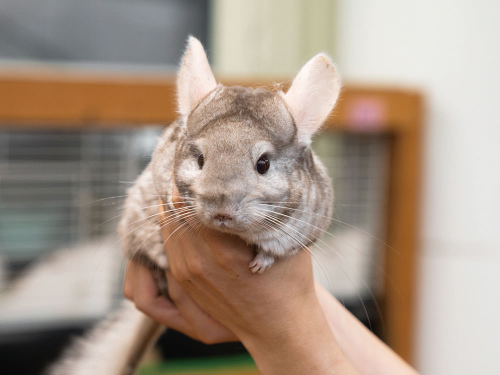 ［チンチラ］