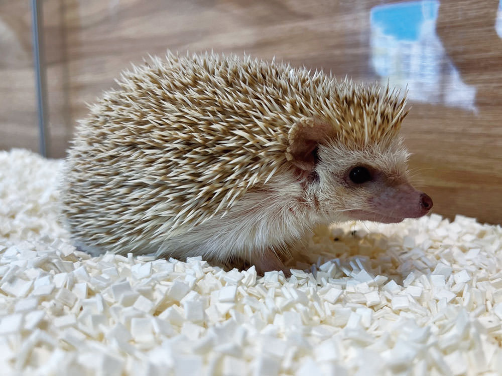 ［ハリネズミ］