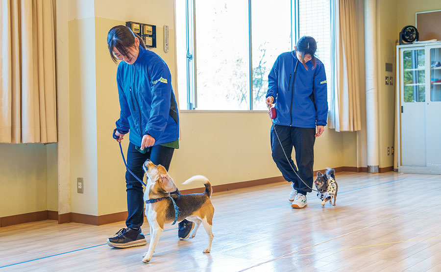 グルーミング実習